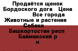 Продаётся щенок Бордоского дога › Цена ­ 37 000 - Все города Животные и растения » Собаки   . Башкортостан респ.,Баймакский р-н